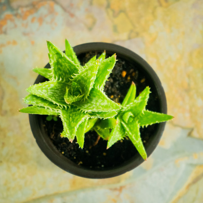 Aloe Juvenna tiger tooth