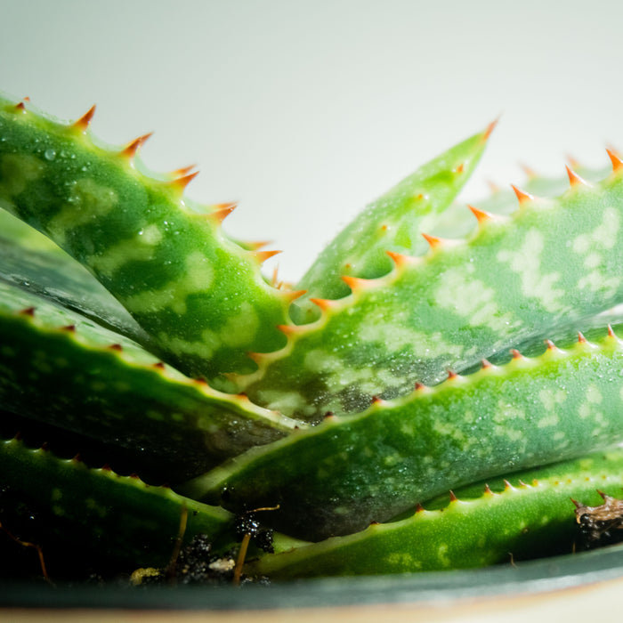 Aloe Burgersfortensis