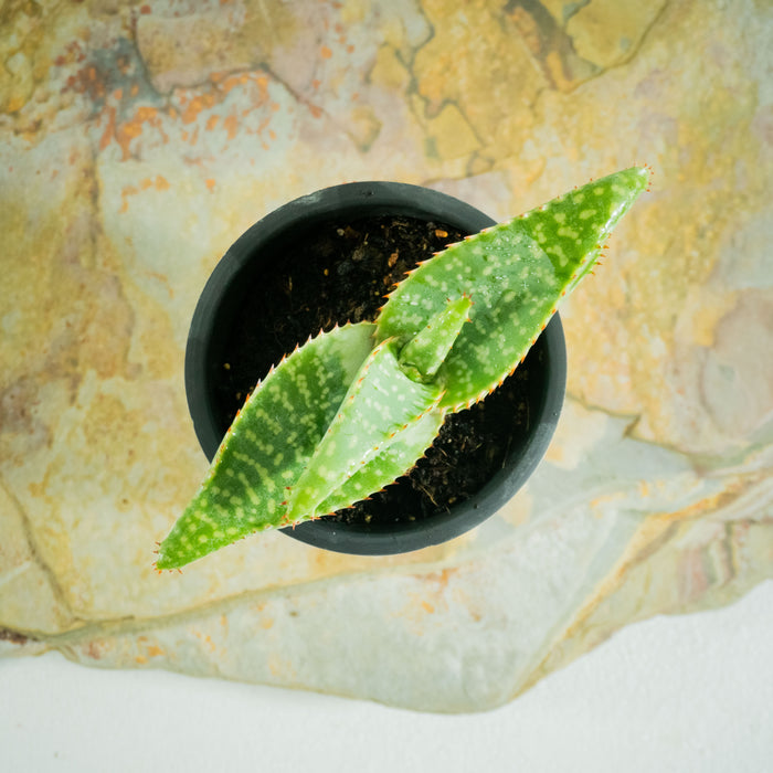 Aloe Burgersfortensis