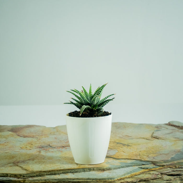 Haworthia fasciata variabilis