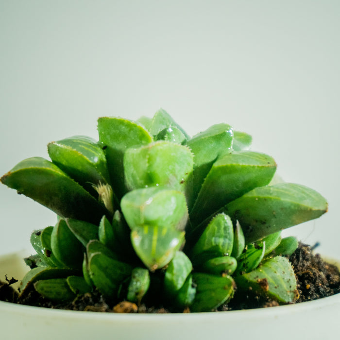 Haworthia Retusa