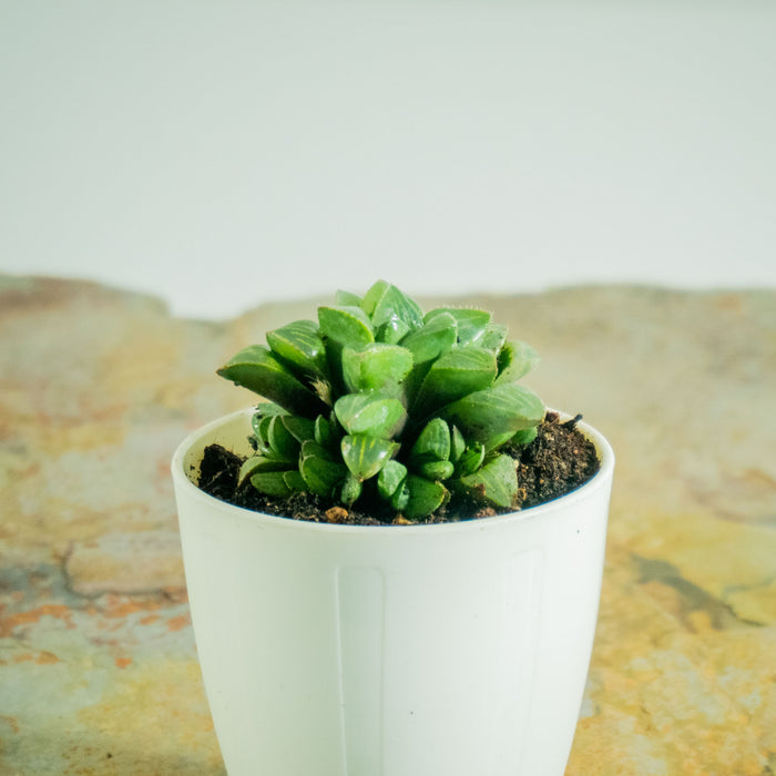 Haworthia Retusa