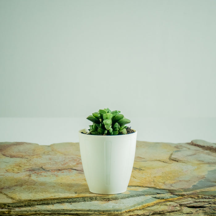 Haworthia Retusa