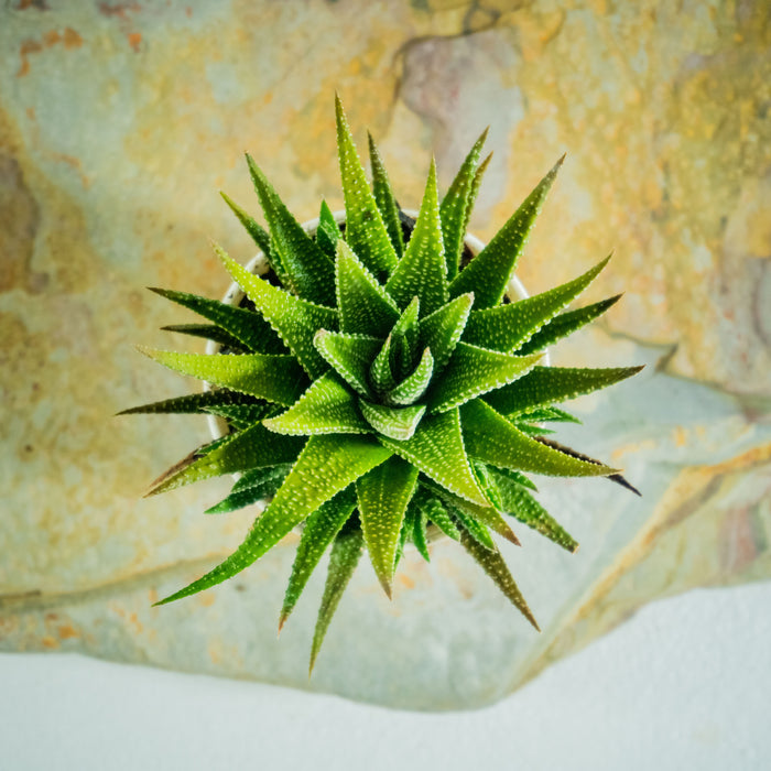 Zebra Haworthia Plant