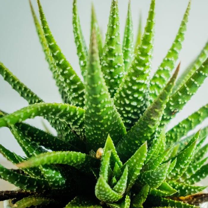 Zebra Green Haworthia Plant