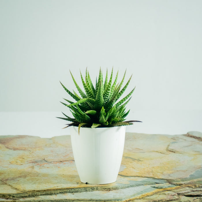 Zebra Green Haworthia Plant