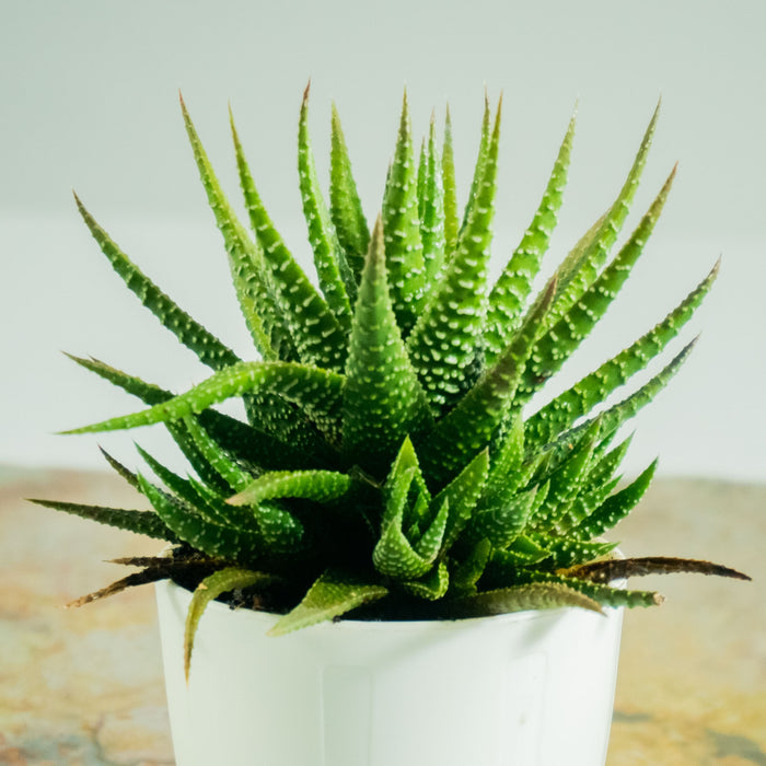 Zebra Green Haworthia Plant