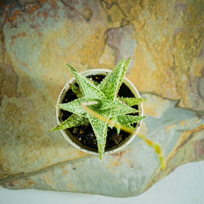 Aloe Blizzard
