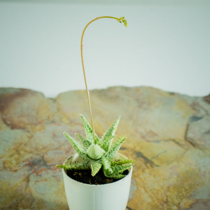 Aloe Blizzard