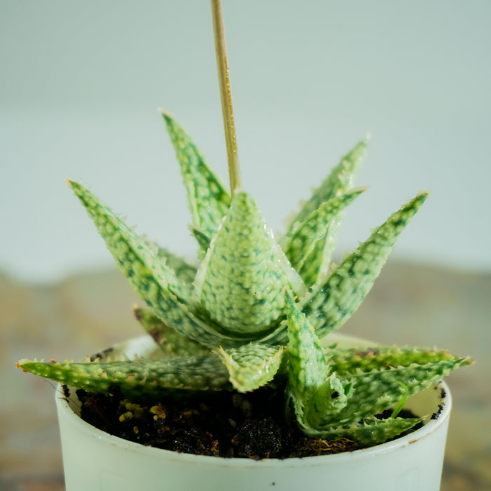 Aloe Blizzard