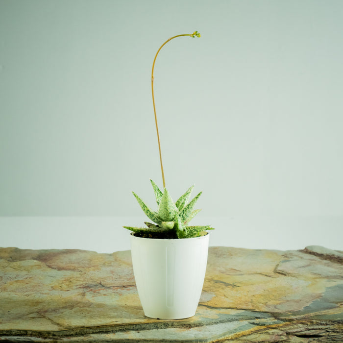 Aloe Blizzard