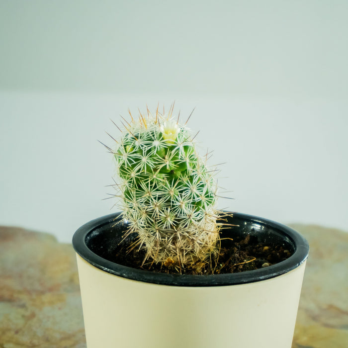 Mammillaria vetula