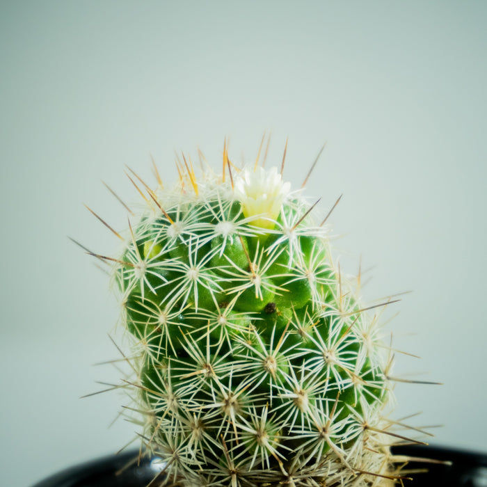 Mammillaria vetula