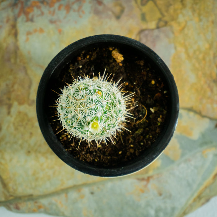 Mammillaria vetula
