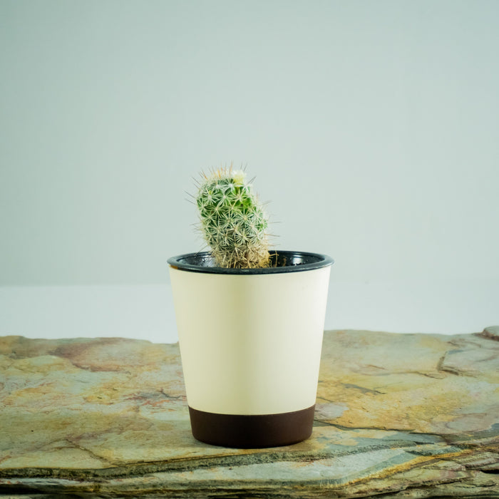 Mammillaria vetula