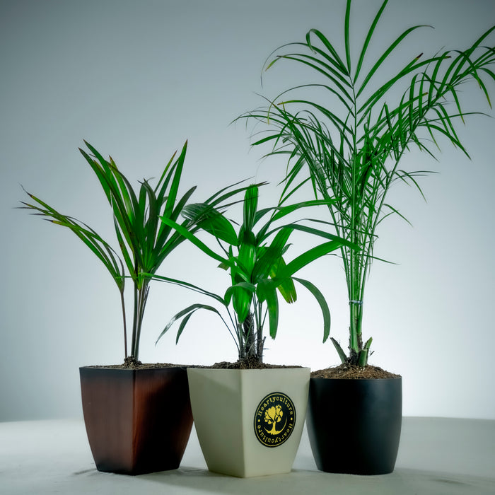 Latania Palm | Rhapis excelsa(Lady Palm) |  Phoenix Dwarf Palm combo