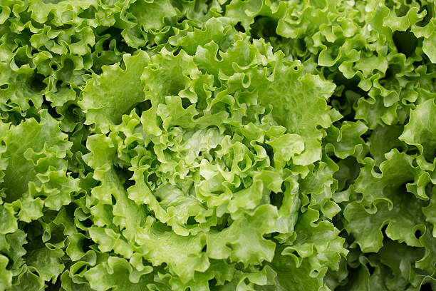 Lettuce Batavia_Biocarve