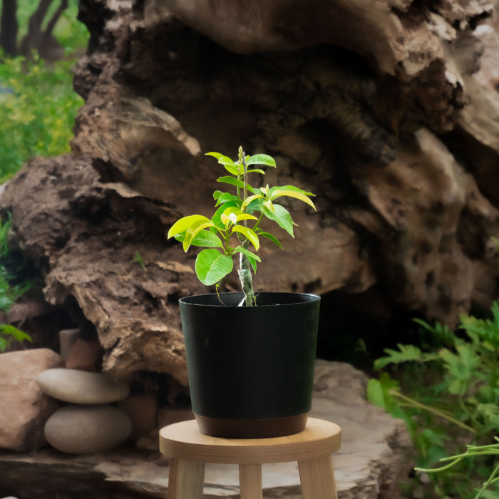 All Time Mango | Mangifera indica L.