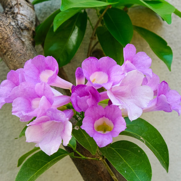 Garlic vine | Mansoa alliacea