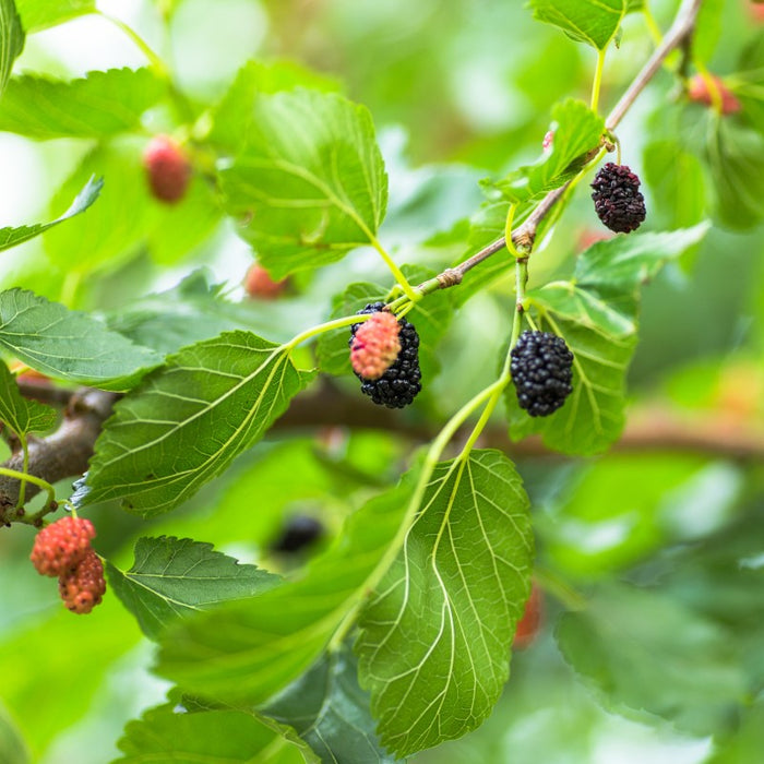 Mulberry | Morus alba