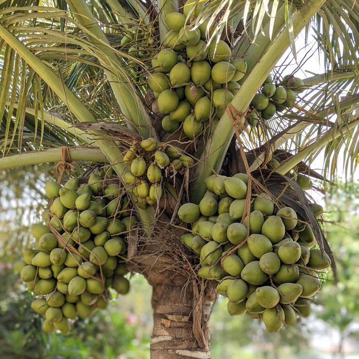 Coconut Tree | Cocos nucifera