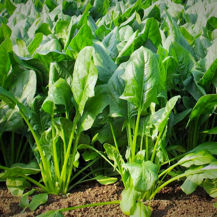 Spinach All Green_Biocarve