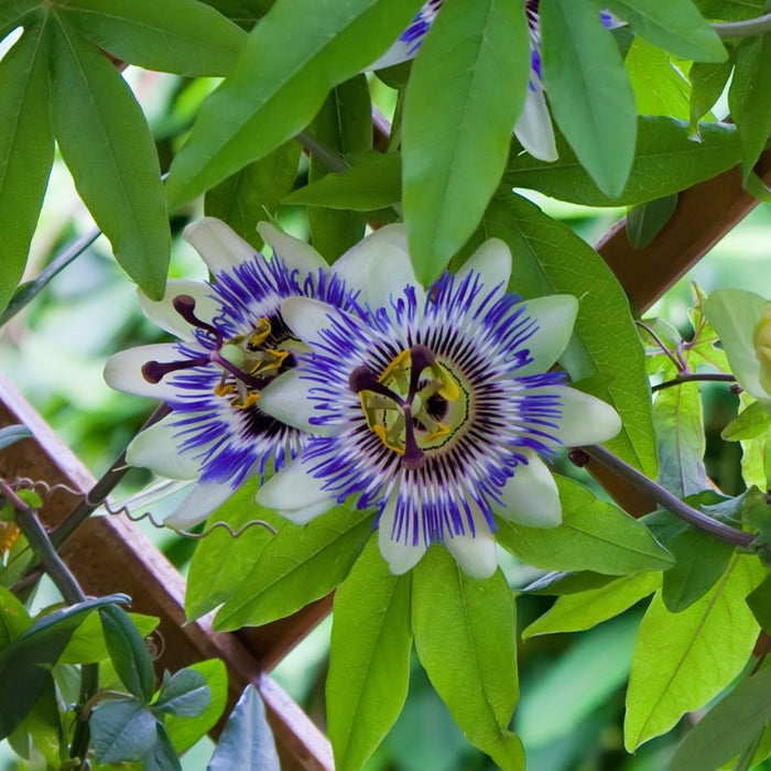 Passion Flower | Krishna kamalam |  Passiflora caerulea