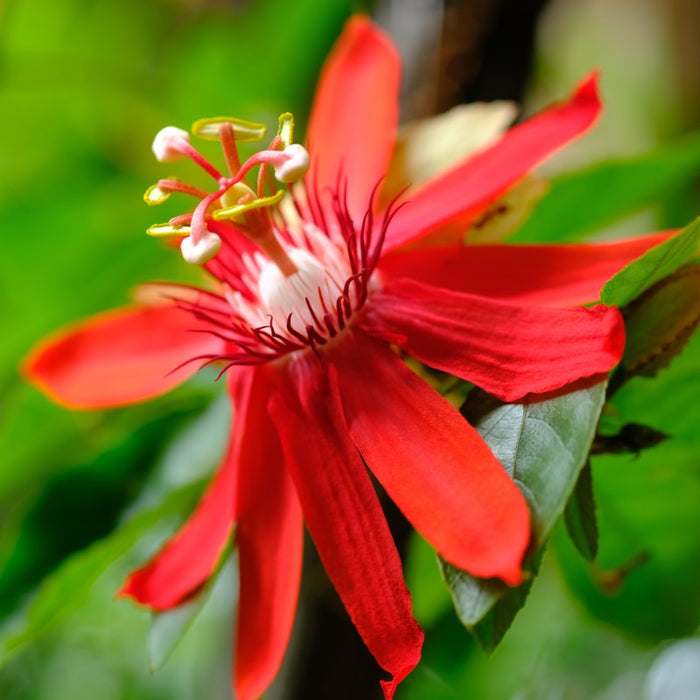 Red Passion flower | Passiflora cocconea