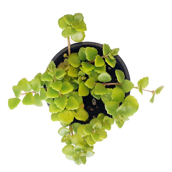 Attractive hanging basket | Callisia 'Itsy Bitsy Inch' green, Creeping Inch Plant, Wandering jew, Tangled Hearts