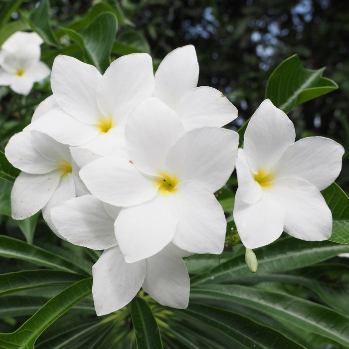 White frangipani tall | Plumeria pudica