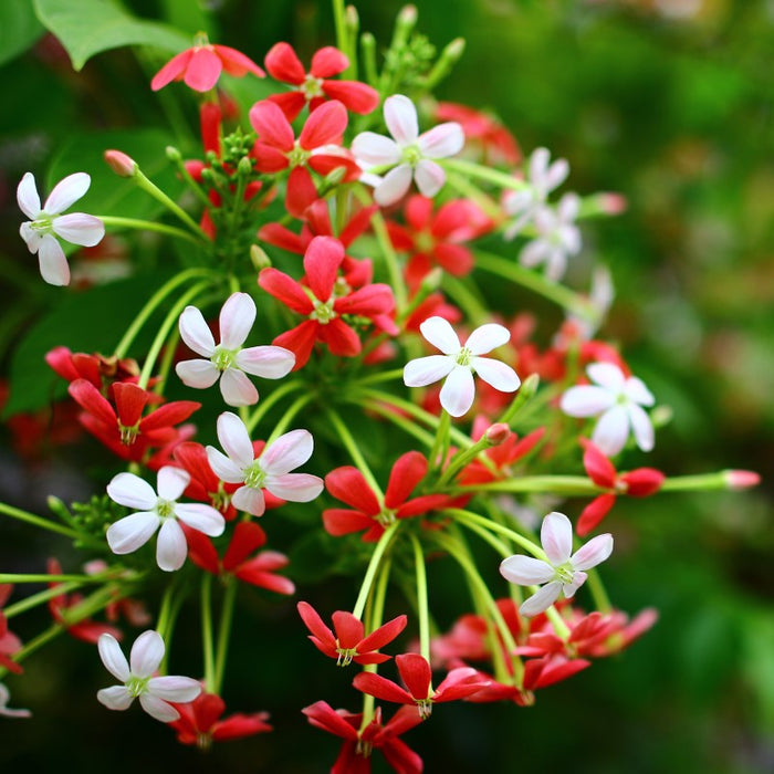 Rangoon creeper | Combretum indicum | Quisqualis indica