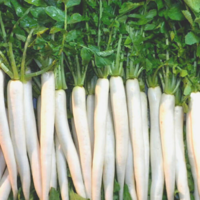 Radish Long White_Biocarve