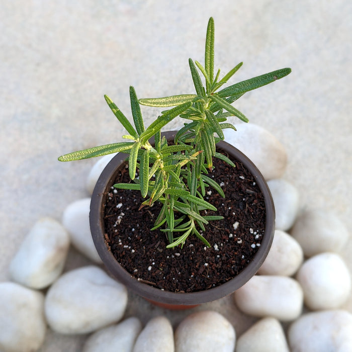 Rosemary | Salvia rosmarinus