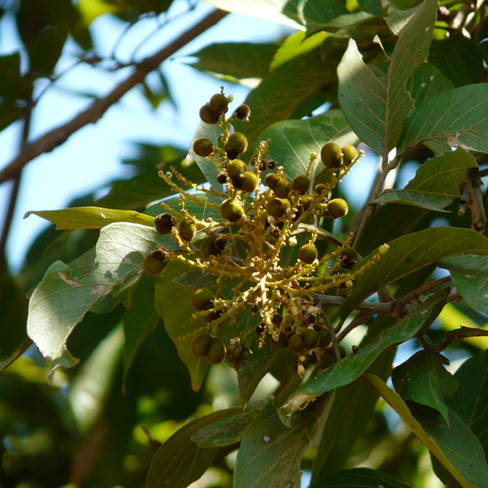 Ritha | Soapnut | Sapindus laurifolius