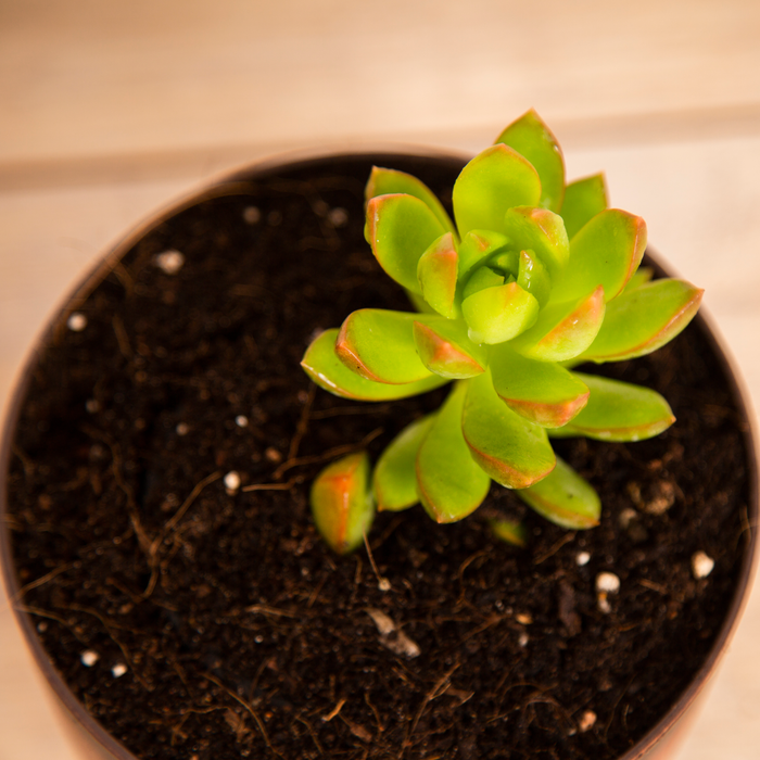 Cutie-patootie Indoors Combo/ Coppertone Sedum, Sedum Adolphii 'Firestorm', Sedum Silver