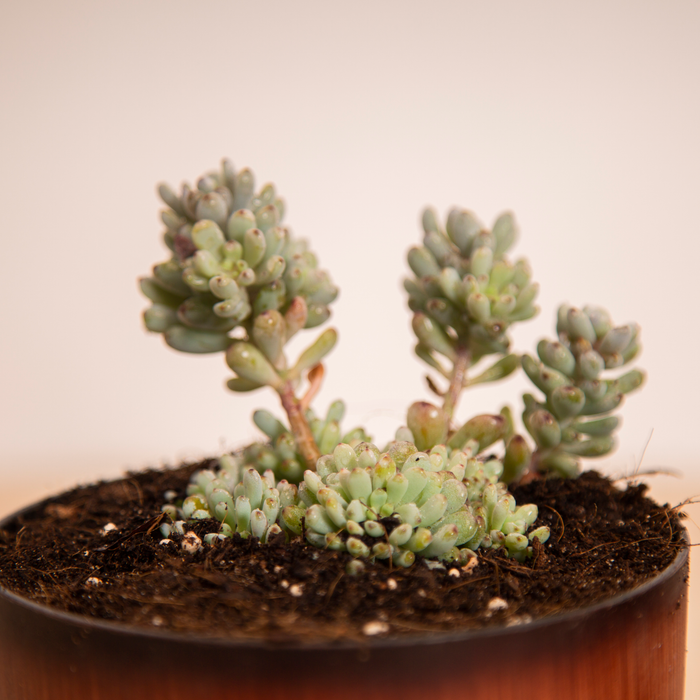 Cutie-patootie Indoors Combo/ Coppertone Sedum, Sedum Adolphii 'Firestorm', Sedum Silver