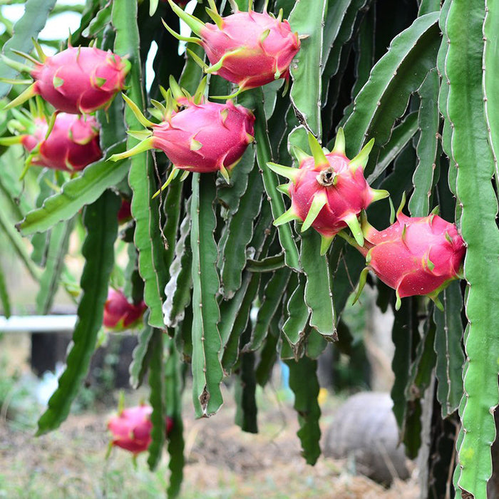 Dragon Fruit | Selenicereus undatus