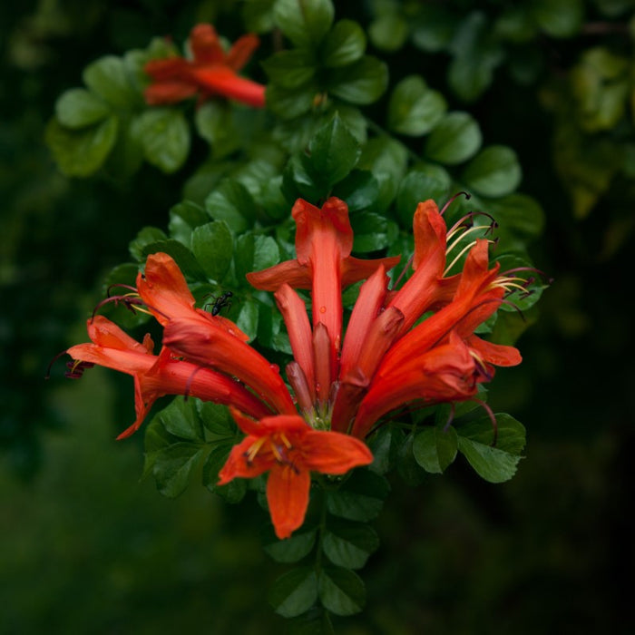 Tecoma capensis | Cape Honeysuckle New