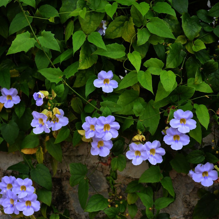 Bengal trumpet | Thunbergia grandiflora