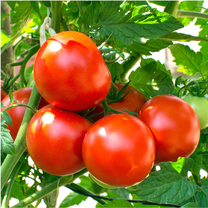 Tomato Round S - 22_Biocarve