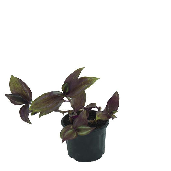 Attractive hanging basket | Callisia 'Itsy Bitsy Inch' green, Creeping Inch Plant, Wandering jew, Tangled Hearts
