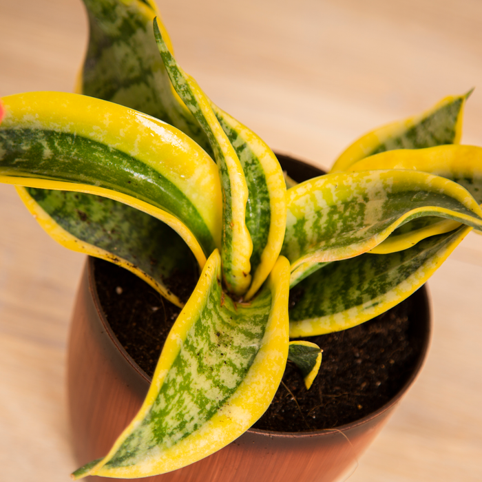 Gift of Love Combo / Angel Wing Begonia, / ZZ Plant, / Sansevieria Trifasciata 'Twister'