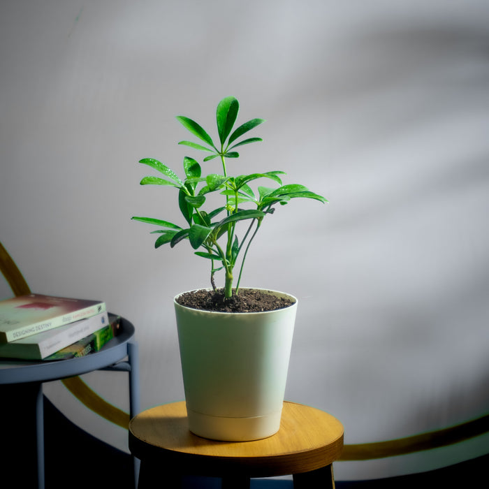 Dwarf umbrella tree | Schefflera arboricola