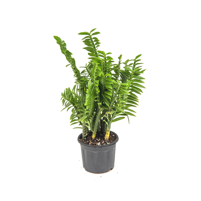 Pedilanthus dwarf green | Pedilanthus tithymaloides nana 'Green'