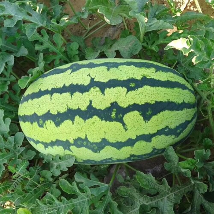 Watermelon_Biocarve