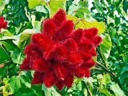 Sindur Plant_Kanha