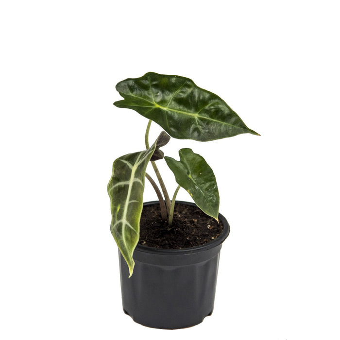 Elegant Air Purifiers | Aglaonema Thai Pink, Alocasia amazonica, Butterfly Syngonium, Peace lily