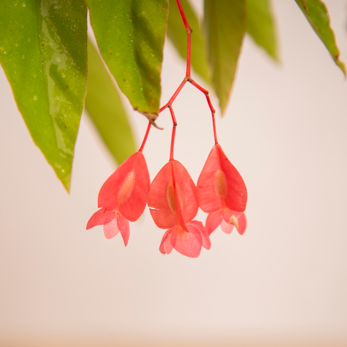 Gift of Love Combo / Angel Wing Begonia, / ZZ Plant, / Sansevieria Trifasciata 'Twister'