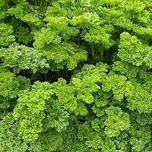 Parsley Flat_Biocarve Seeds