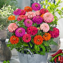 innia Pulcino Dwarf Mixed_Biocarve Seeds